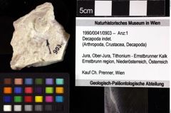 Foto (Objket + Etiketten) von Decapoda indet. 